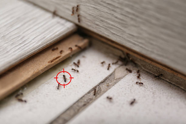 Best Affordable Pest Control Services  in Sharon, WI