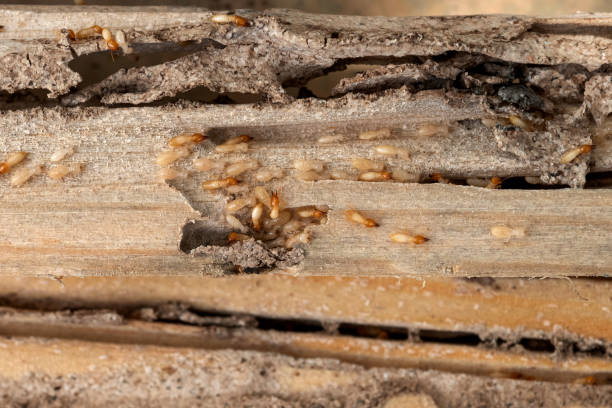 Best Commercial Pest Control Services  in Sharon, WI